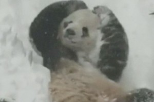 В зоопарке Вашингтона панда пришла в восторг от снега