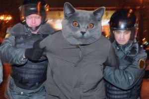 В Перми арестовали кота