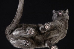 Котики: вид снизу