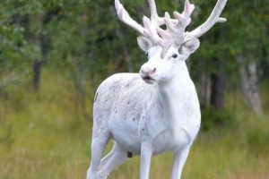 Редкий белый Олень... Августинка (Радио Океан Плюс).