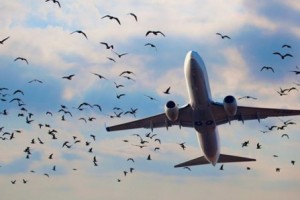 Виновницей крушения Ту-154 над Черным морем назвали птицу