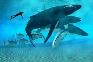 Всемирный день защиты морских млекопитающих (День кита)  .