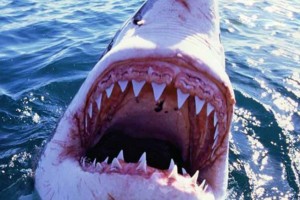 Надавала по голове: 17-летняя американка отбилась от акулы