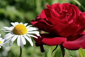 Сказала Роза скромненькой Ромашке...