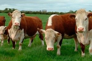 В Енотаевском районе Астраханской области появилась новая английская порода коров – герефорд.