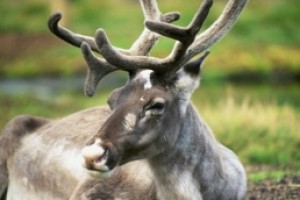 Заповедникам Мурманской области предложено заняться сохранением дикого северного оленя