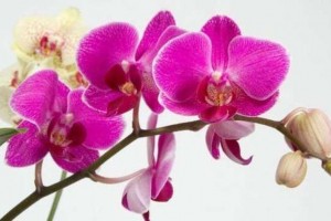 Орхидеи в доме: приметы, суеверия