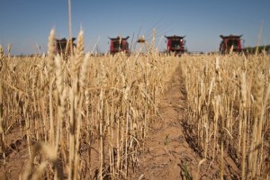  Россия в этом сельскохозяйственном году  может нарастить объёмы экспорта зерна до 40 млн тонн 