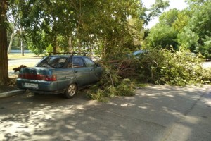 Астраханцы из разных районов города сообщают об упавших на автомобили деревьях.