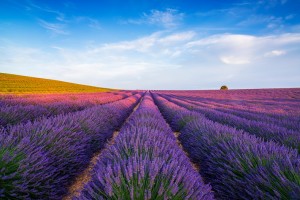 Parles vous francais?