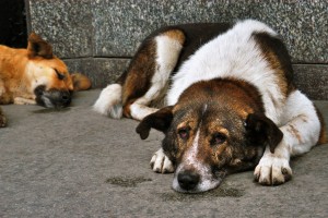 В Трусовском районе Астрахани, бродячая собака помогла задержать астраханца с марихуаной. 