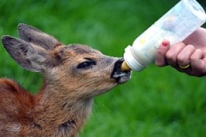 День работников заповедного дела в России