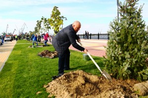 Двести деревьев высадили на Петровской набережной.