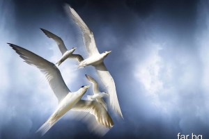                              МОЛИТВЫ ДЛЯ ИСПОЛНЕНИЯ ЖЕЛАНИЙ(От Пчёлки)