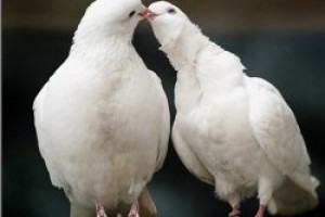 Народные приметы о голубях