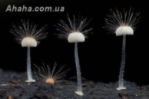 Кислород в атмосфере Земли появился благодаря грибам