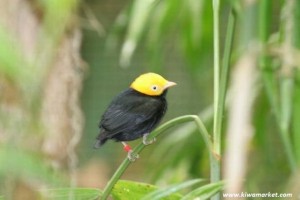      В бассейне Амазонки нашли уникальный вид птиц-гибридов