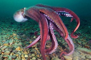     Учёные нашли новый вид гигантского осьминога