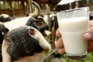 Скандальная правда о молоке