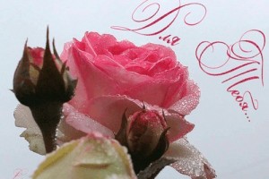            ЗАКОНЫ КАРМЫ: КОГДА ЖИЗНЬ МЕНЯЕТСЯ К ЛУЧШЕМУ(От Пчёлки)