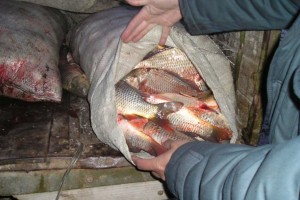   В Астрахани полицейские задержали жителя области с рыбой частиковых видов, выловленной в зимовальных ямах. 