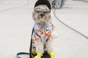 В Сети набирает популярность пес, делающий селфи со знаменитостями