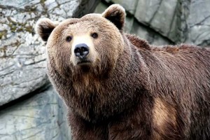 Суровая женщина из Мурманска решила покормить бурого медведя  прямо на трассе и засняла это на видео.