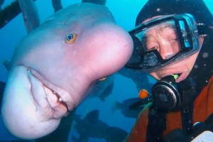 Пожилой житель Токио Хироюки Аракава уже на протяжении 30 лет дружит с обитающей в подводном храме огромной рыбой по имени Йорико.