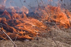В лесах Астраханской области действует пожароопасный период