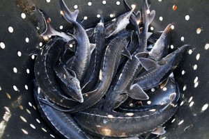 За неделю астраханской рыбоохраной выявлено свыше 80 правонарушений в области оборота биоресурсов. 