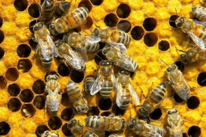 В Краснодарском крае агрессивные пчёлы мешали работе полицейских