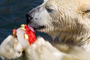 Для животных Ленинградского зоопарка готовят специальные ледяные «торты»