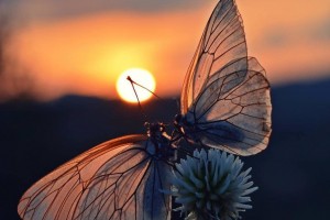 ШЕЛ ПО УЛИЦАМ БОГ....