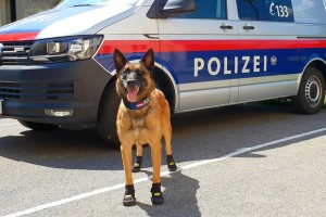 В столице Австрии из-за жаркой погоды  служебных собак обули в кеды