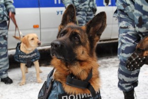 В Астрахани служебный пёс Шумахер помог полицейским раскрыть кражу