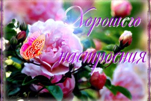                 Выберите картинку и узнаете, что для Вас значит быстротечное время(От Пчёлки)