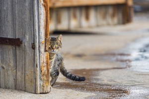 В Астраханской области неизвестный вспарывает кошкам животы