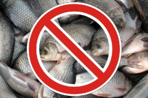 В Астрахани могут запретить весеннюю рыбалку