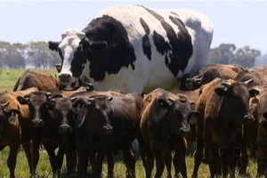Австралийский бык Никерс стал знаменитым из-за своих огромных размеров