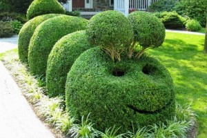 Топиар — зеленое искусство фигурной стрижки