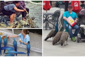 Голуби в разных странах(2 часть)