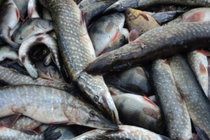 Астраханские рыбаки поймали центнер запрещенной рыбы