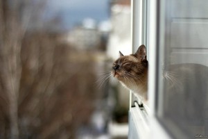 Запах весны Геннадий Коган