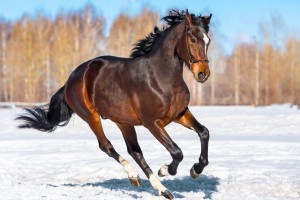 В Астраханской области на людей напала бешеная лошадь
