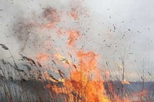 В Астраханской области за сутки произошло 24 камышовых пожаров