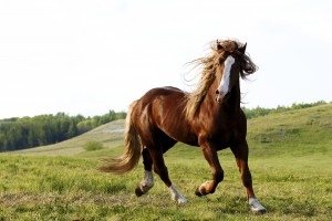 Астраханский фермер заплатит пол миллиона рублей за лошадь, которая стала причиной ДТП