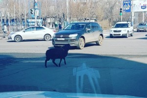 Астраханцы заметили овцу на проезжей части