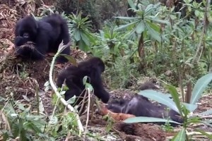 В сети появилось видео скорбящего над телом матери детеныша гориллы
