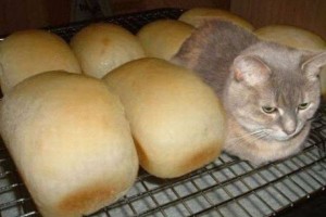 В Астрахани закрыли пекарню, в которой жила кошка
