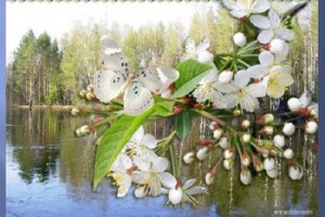 И наступает царство красоты Идущий По Лезвию
